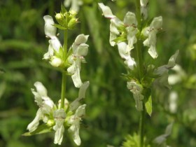 Aufrechter Ziest, Stachys recta, etnobotanika